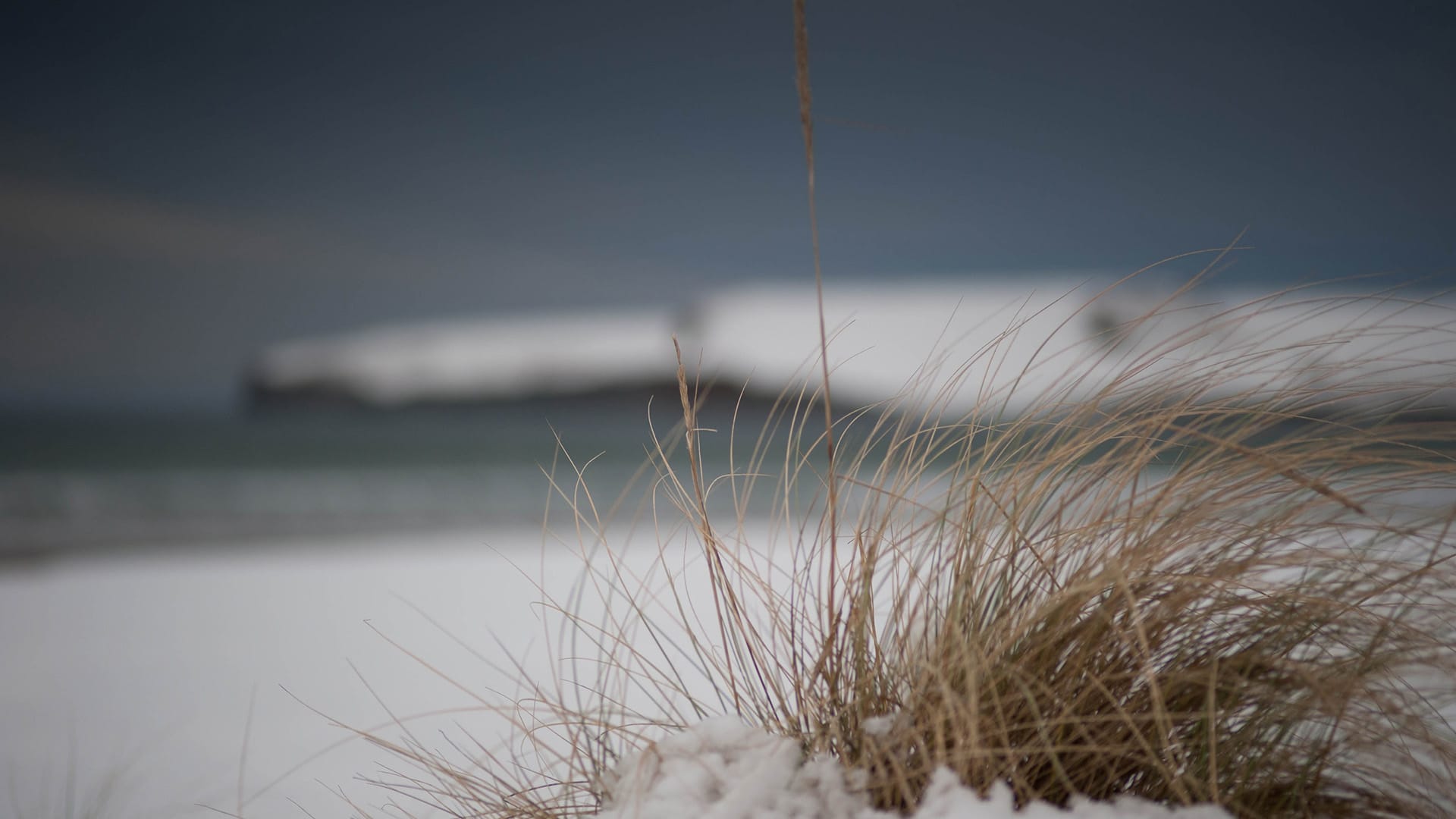 Dunnet Bay Marram Grass