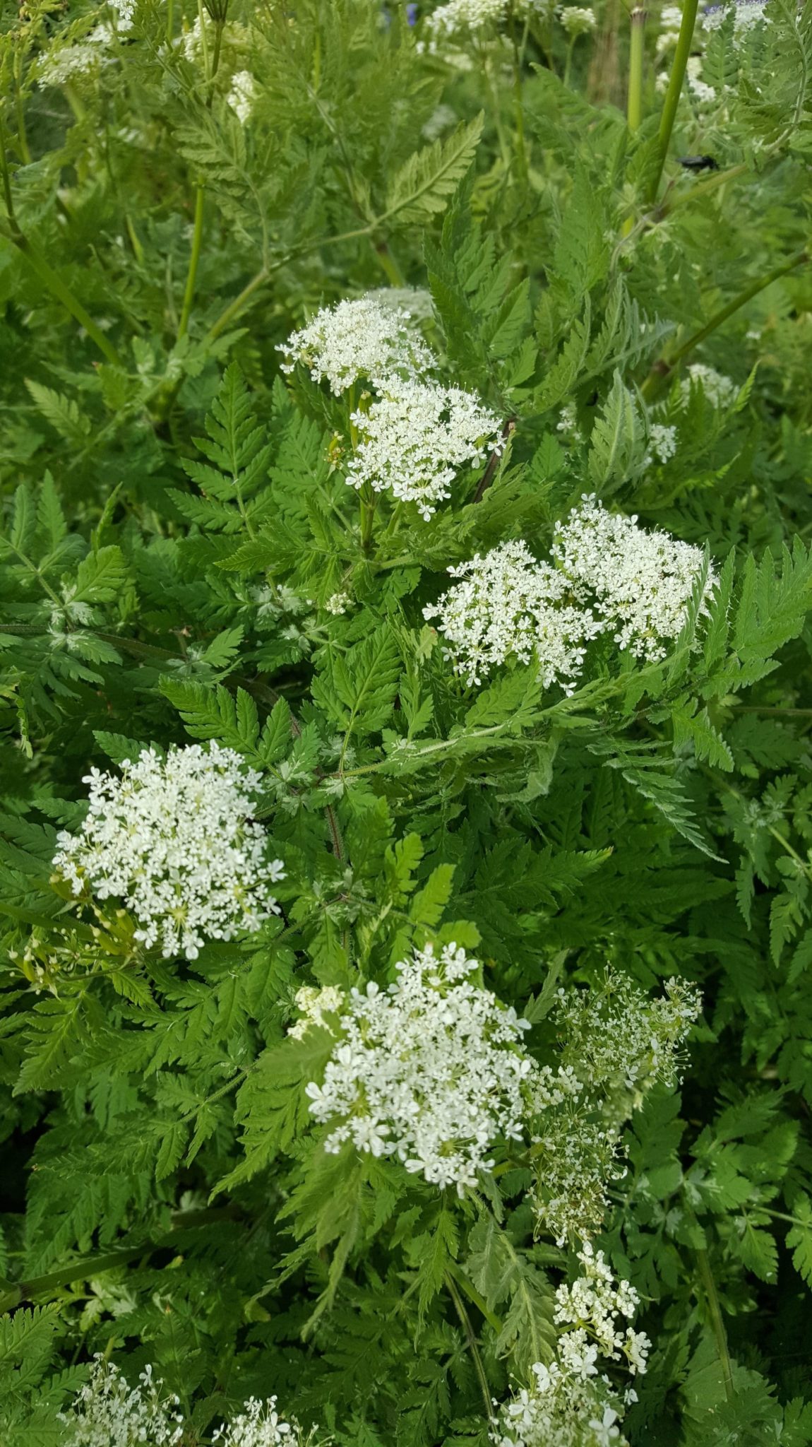 Sweet cicely in bloom